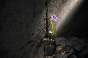 Man's Search for Meaning Viktor Frankl